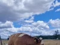 بقرة, Simmental cattle — الصورة 2