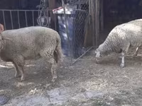 母羊, Sheep — 照片 4