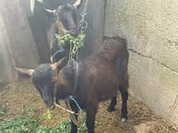 母山羊, Goats — 照片 1