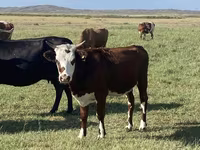 نعجة, Qashqai sheep — الصورة 5