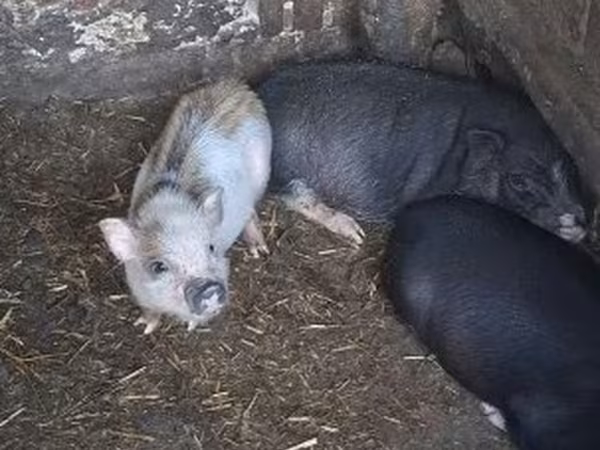 母猪, Pigs — 匈牙利