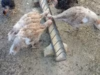 Turkeys — Foto 4