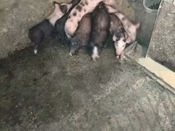 Свиньи (партия, пол не указан), Свиньи — Венгрия