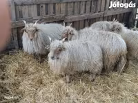 Ram, Racka sheep — photo 3