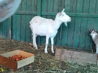 Goat, Saanen goat — photo 8