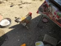 Chickens — الصورة 2