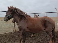 Cavalo, Cavalos — foto 1