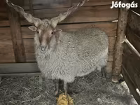 Kos, Racka sheep — 1. fotó