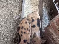 خنزيرة, الخنازير — الصورة 5