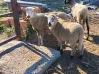 母羊, Tsigai sheep — 照片 6