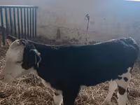 母牛, Simmental cattle — 照片 1