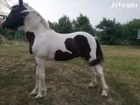 Hing, Hucul pony — 4. fotó
