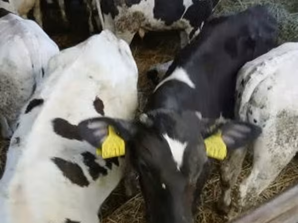 Bull, Russian Black pied cattle