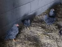 Chickens — foto 4