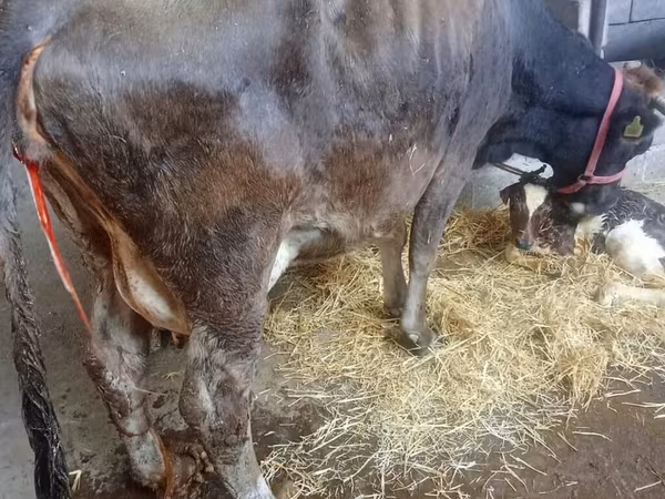 Krowa, Russian Black pied cattle