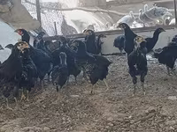 Chickens — 照片 4