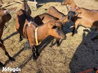 公山羊, Alpine goat — 照片 7