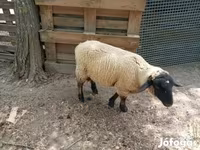 Kos, White Suffolk sheep — 5. fotó