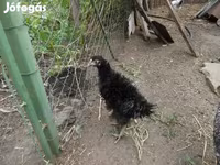 Chickens — 2. fotó