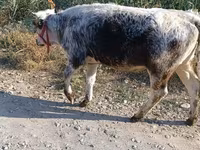 بقرة, البلجيكية الزرقاء — الصورة 3