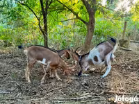 Goat, Goats — photo 2