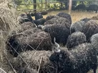 绵羊（批次，未指定性别）, Sheep — 照片 1