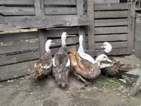 Ducks — foto 2