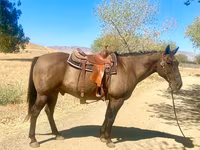 Hing, Quarter Horse — 5. fotó