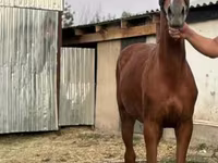 Kobyła, Anglo-Arabian — zdjęcie 1