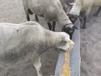 Kos, Ile-de-France sheep — 4. fotó