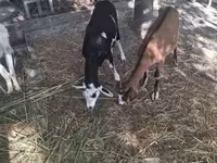 公山羊, Goats — 照片 3