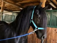 Koń, Friesian — zdjęcie 1