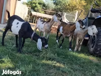 Nőstény kecske, Nubian Goat — 8. fotó
