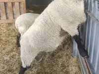 Kos, White Suffolk sheep — 2. fotó