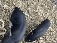 母猪, Pigs — 照片 5