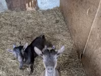 公山羊, Goats — 照片 2