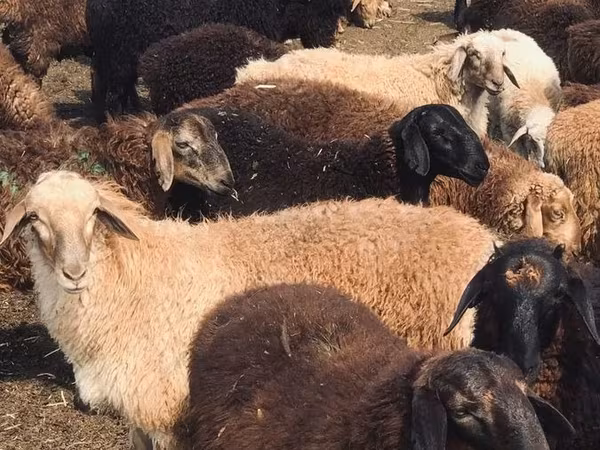 Kos, Katum sheep