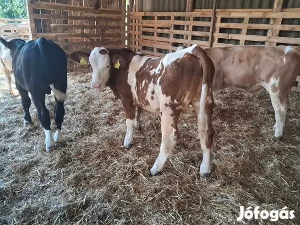 Bika, Simmental cattle