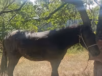 Hing, French Trotter — 4. fotó