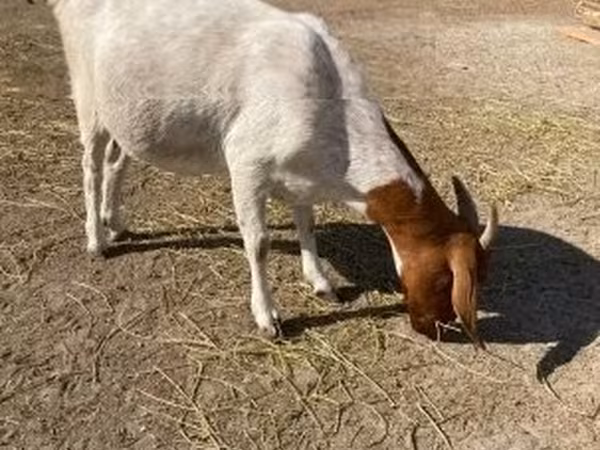 Cabra, Boer goat