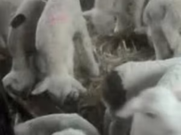 Kos, Lacaune sheep — Magyarország