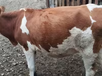 Сиыр, Simmental cattle — 2-сурет