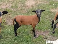 公羊, Cameroon sheep — 照片 3
