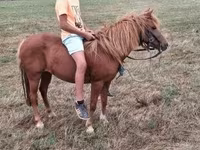 Jument, Chevaux — photo 7