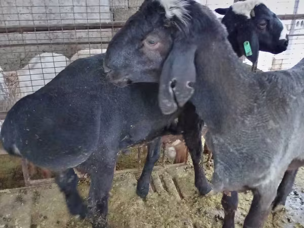 Kos, Blackheaded Persian sheep