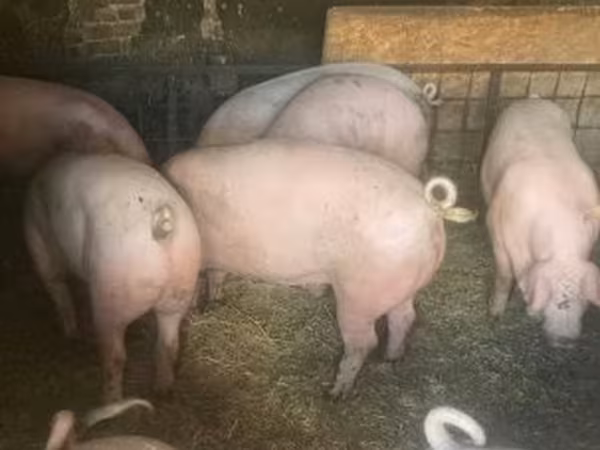 Sow, Pigs — Hungary