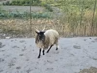 公羊, Racka sheep — 照片 2