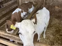 Vaca, Raza gris húngara — foto 5