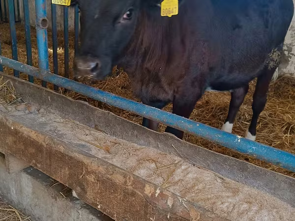 Tehén, Aberdeen-Angus
