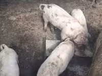 Toro, Ganado vacuno — foto 2